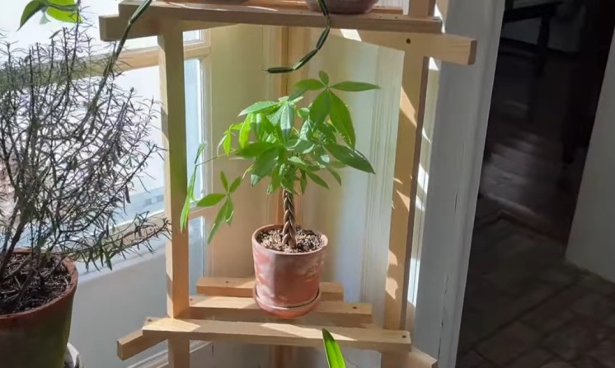 Biljka novca foto: youtube