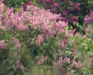 Jorgovani foto: youtube printscreen