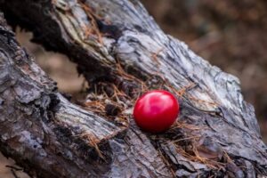 Čuvarkuća foto: ilustracija