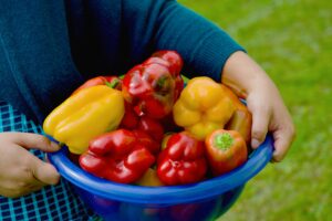 Paprika foto: pixabay